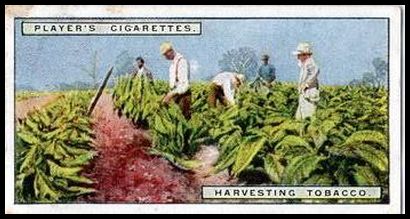8 Harvesting Tobacco